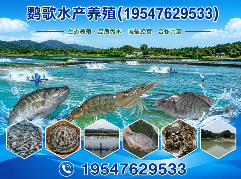 新津区非洲灰鹦鹉展示图