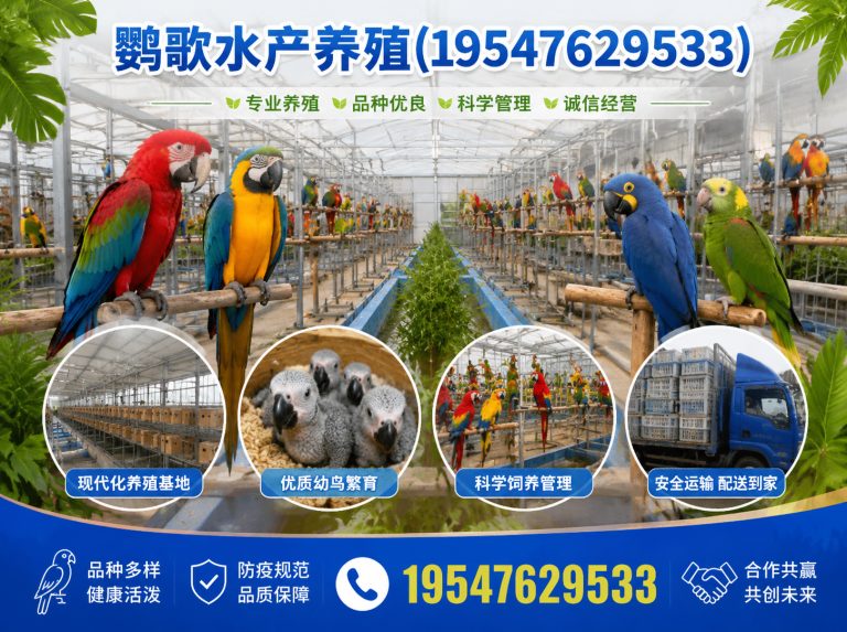 新津区中大型鹦鹉繁育展示图