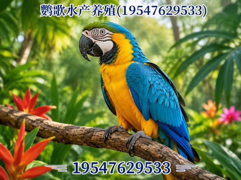新津区成都鹦鹉销售展示图