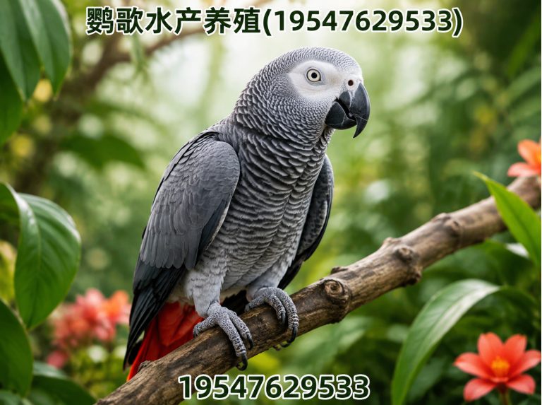 新津区鹦歌水产养殖展示图